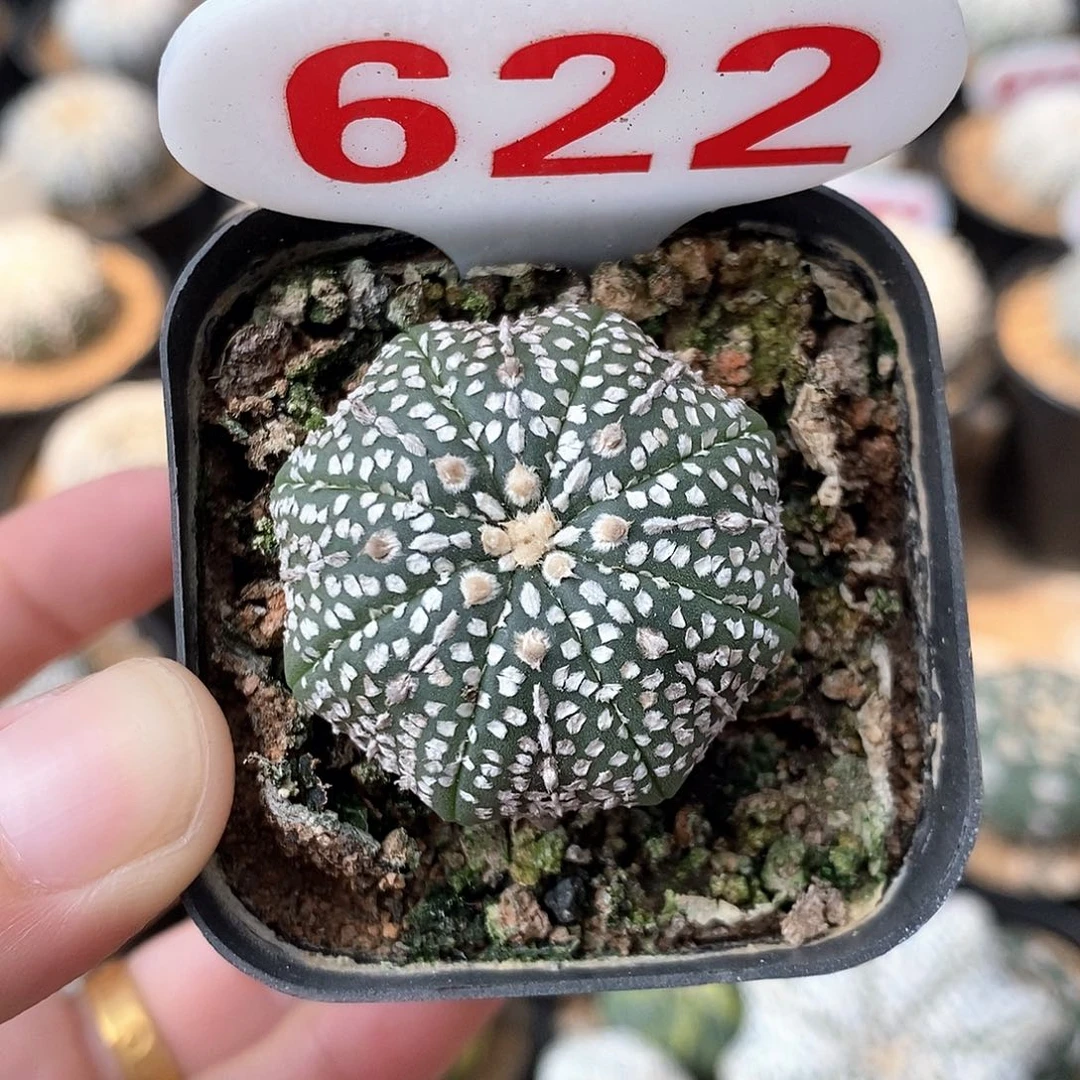 622海星奇迹兜系列福利