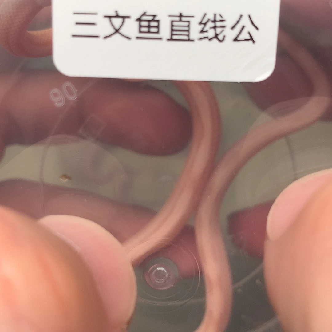 豹纹守宫三文鱼直线公