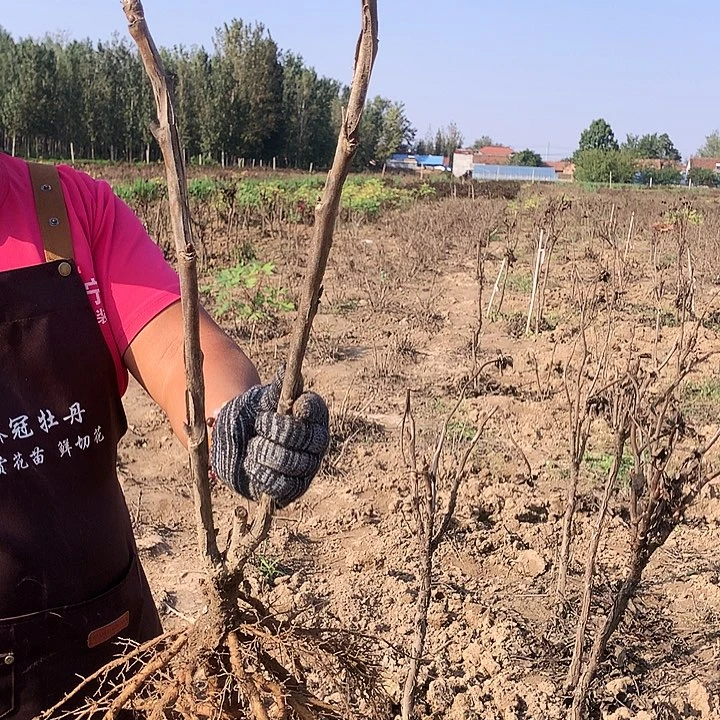 当前无花朵，栽培后可花朵皇冠25
