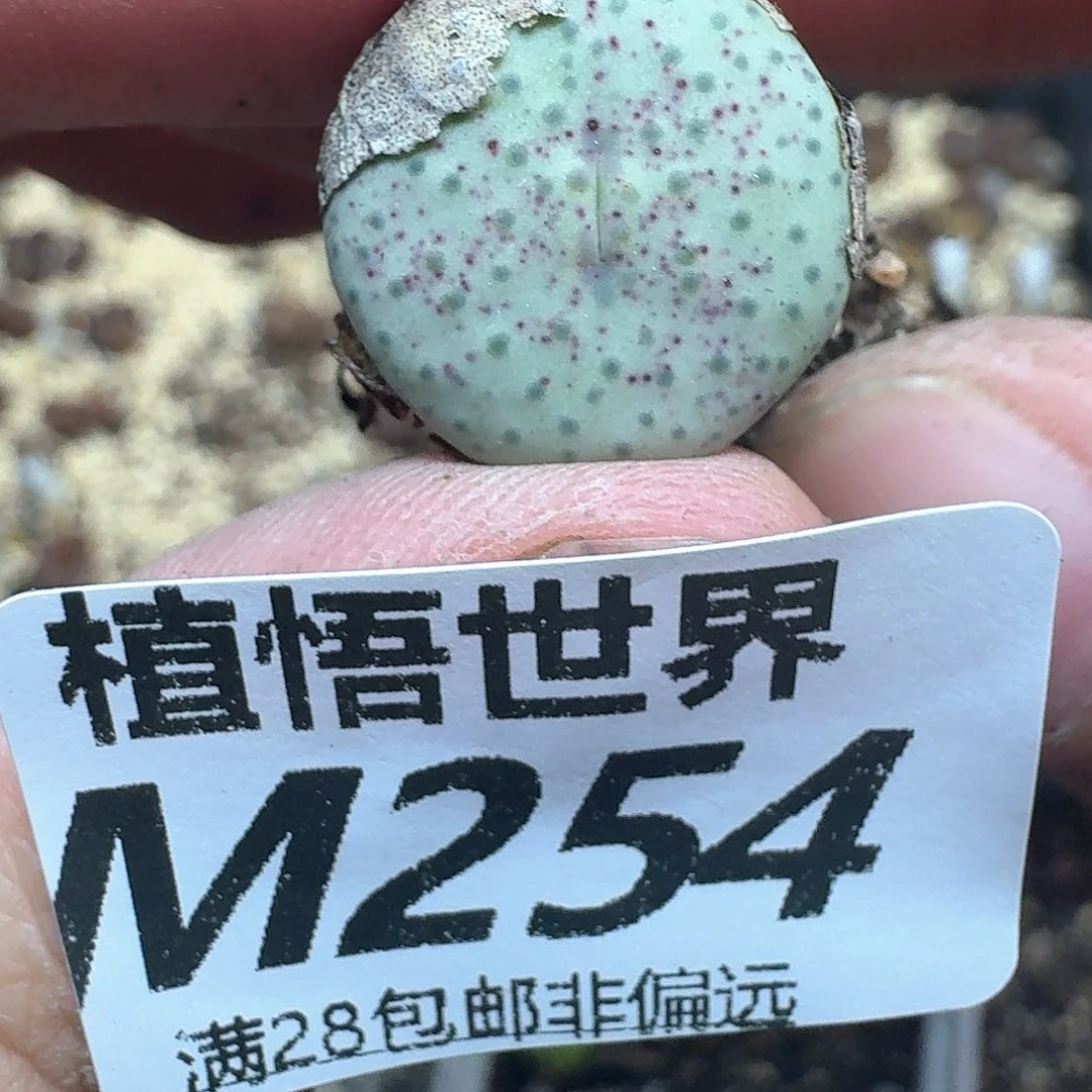 多肉植物的润泽dcg