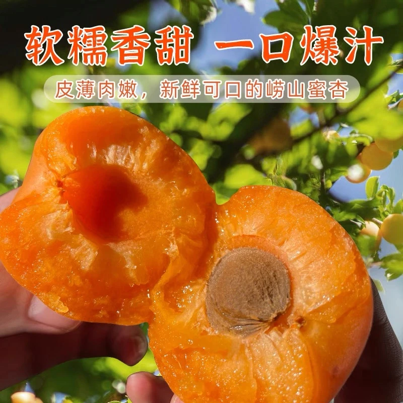 青岛崂山蜜杏少山红杏每天现摘现发单果重约60g-75g左右（北京~上海~天津京东生鲜专属链接）山东省