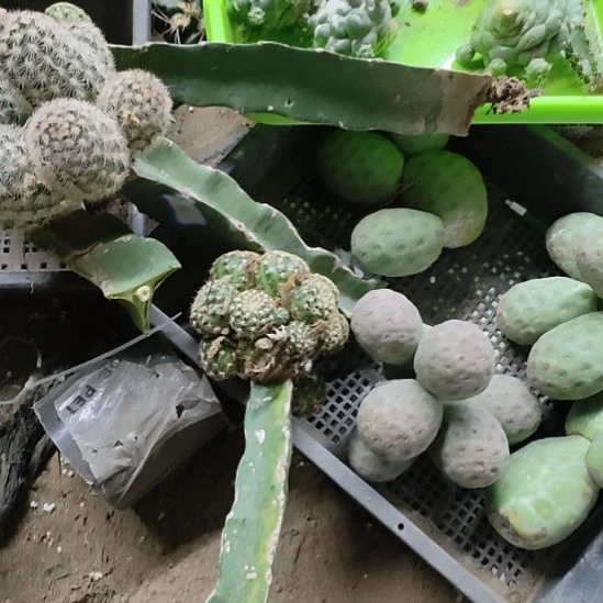 曦***晨仙人球锦旗侧芽特价