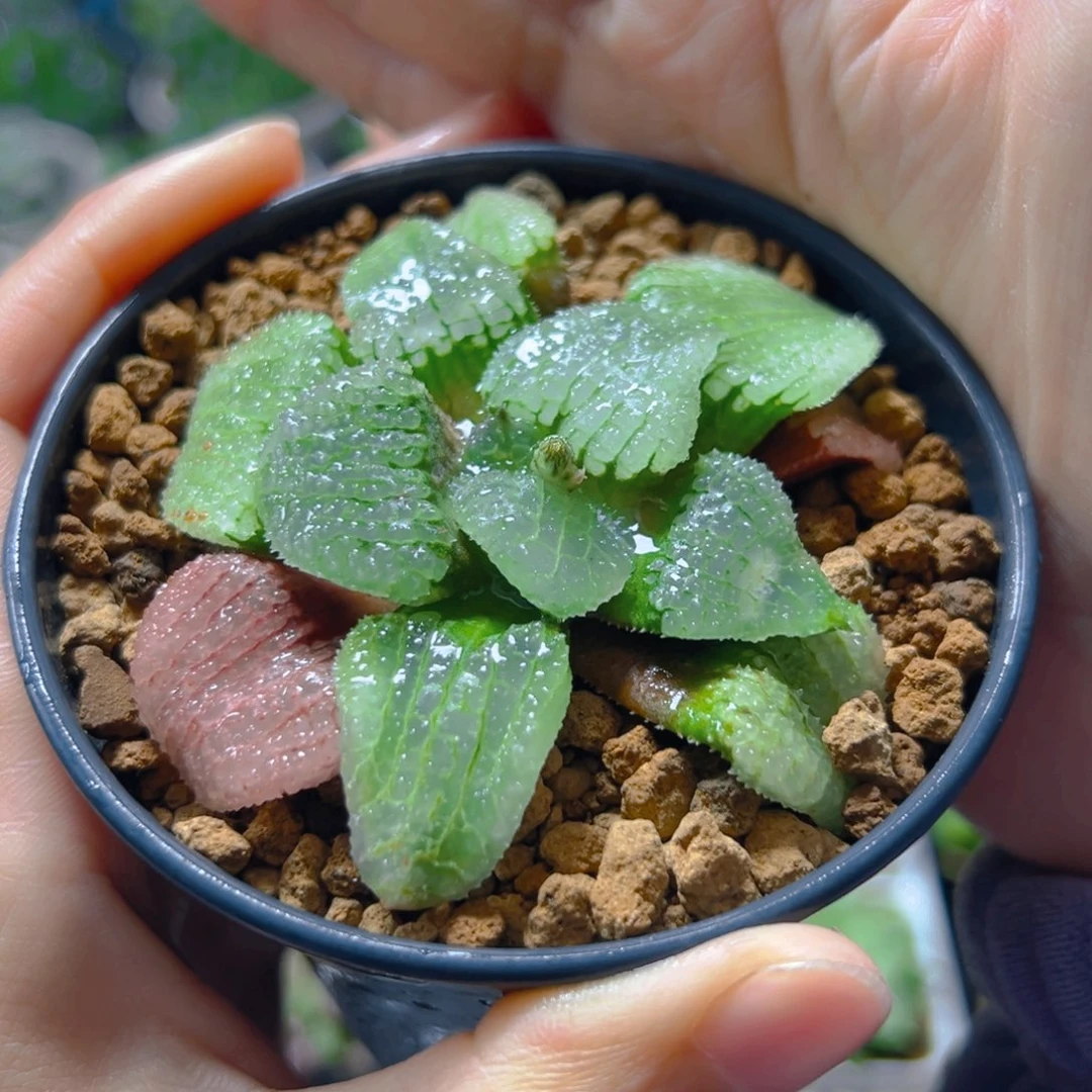 涤***生万象盆天空之境玉露多肉