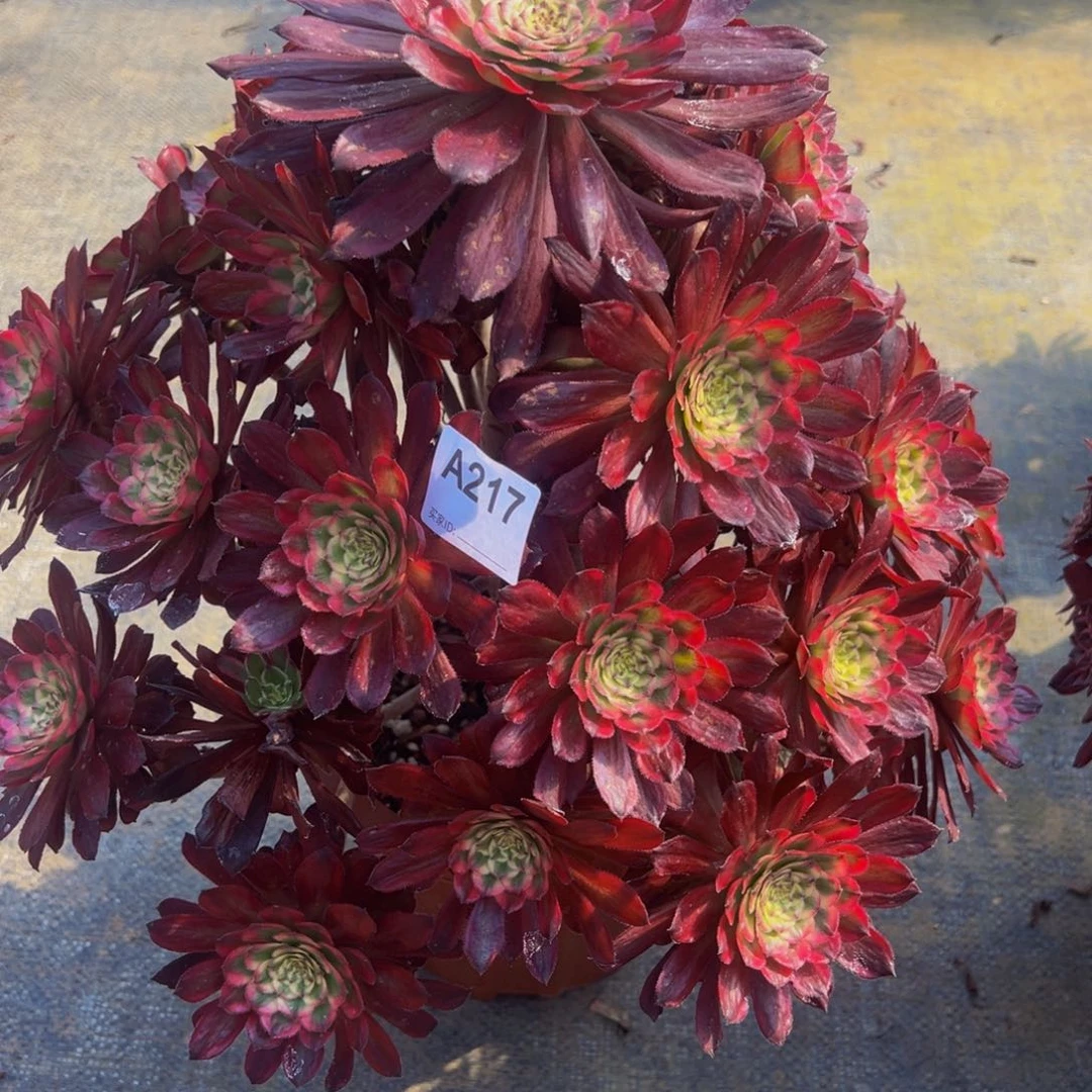 ?**?217腹轮锦法师，多肉植物