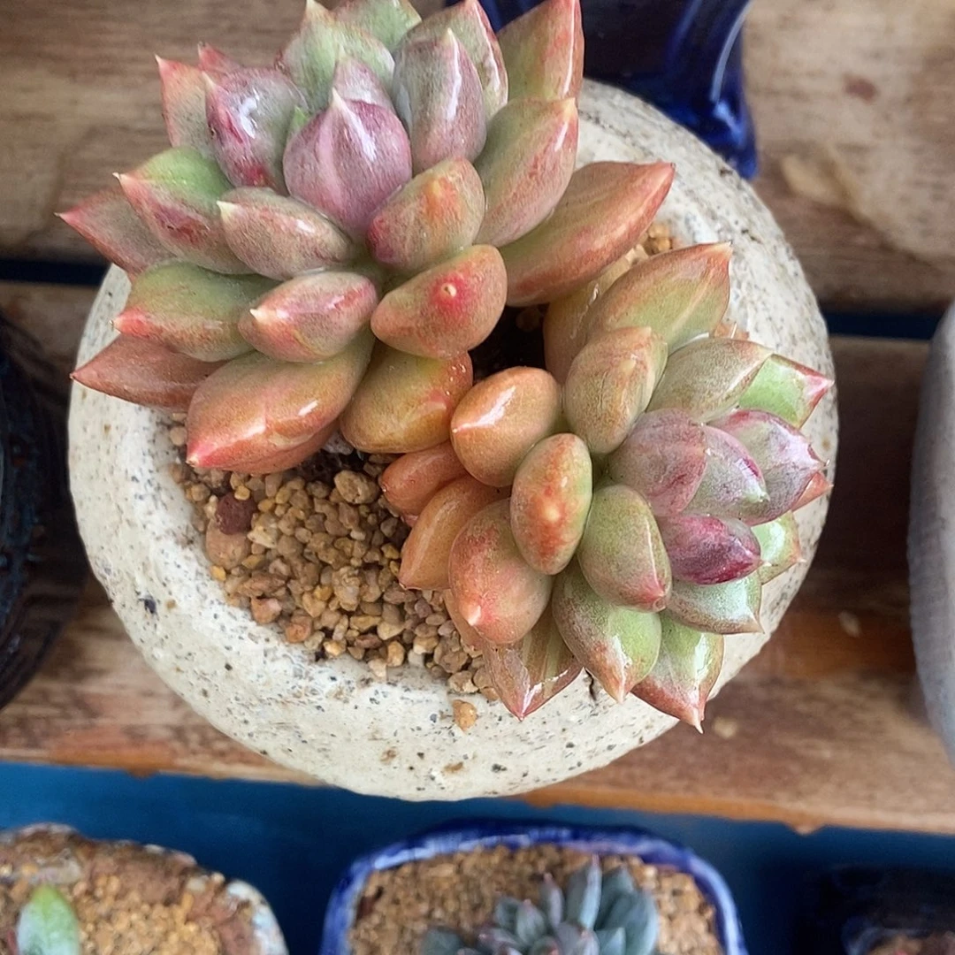 红象牙石化双头一物一拍