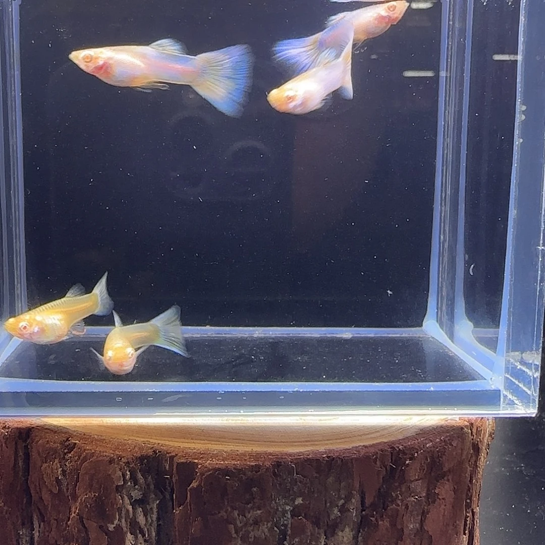 孔雀鱼极光幻彩3公2母5