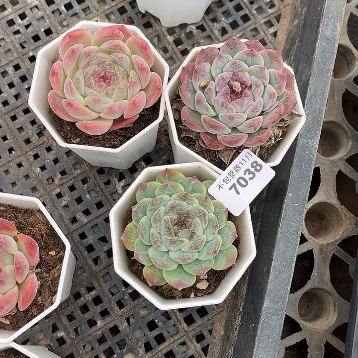 虾***王阿雅园艺。      7038