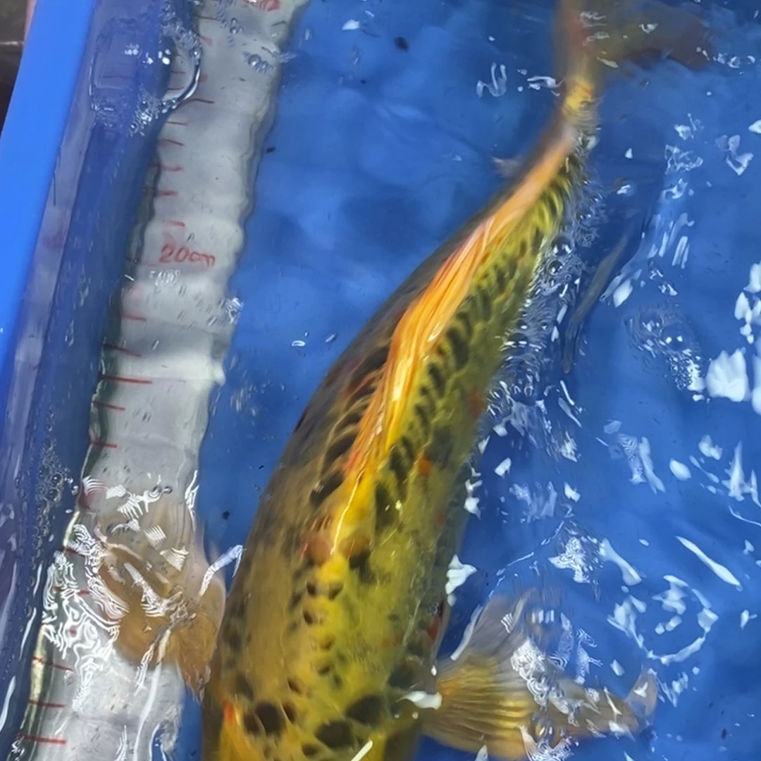 锦鲤冷水锦鲤包邮