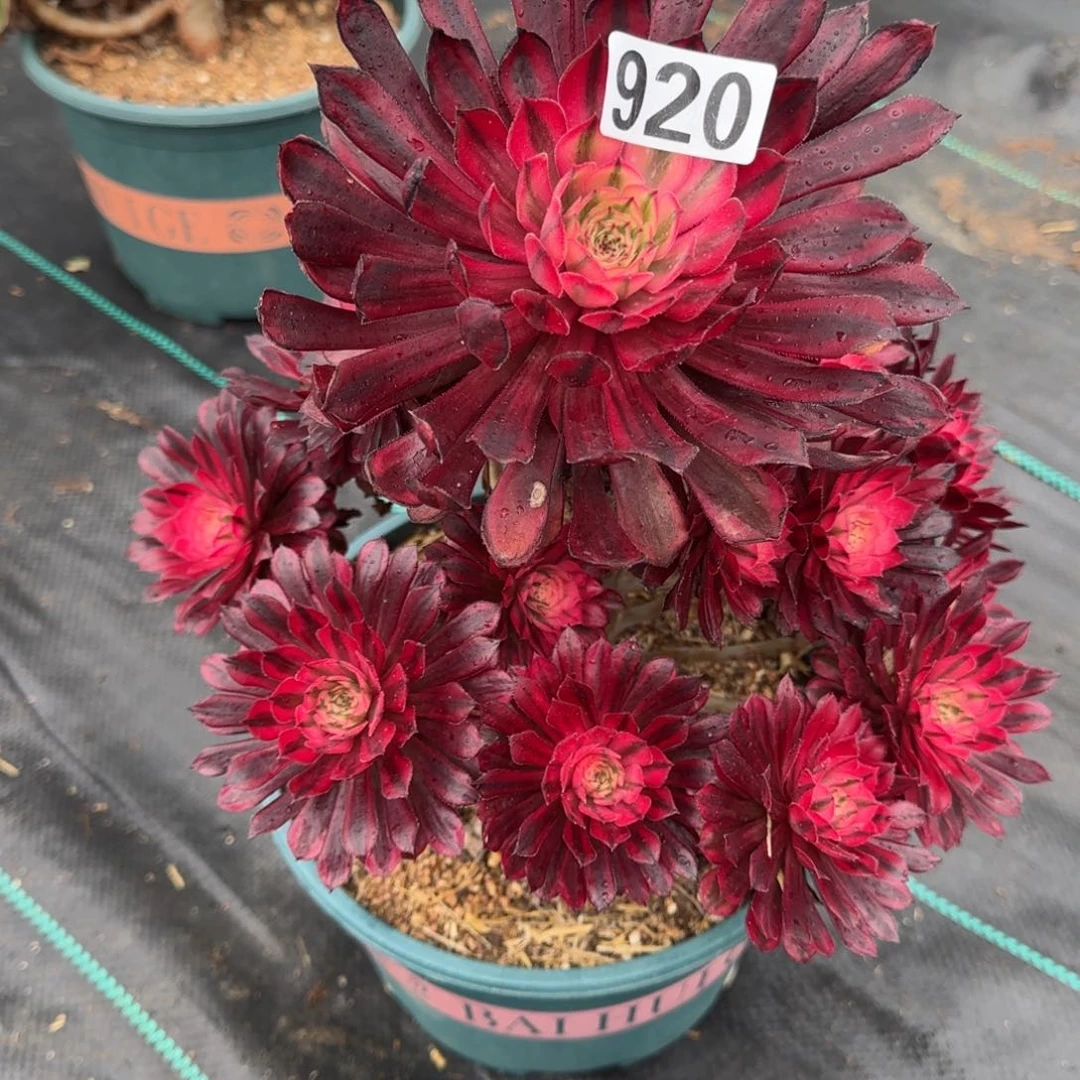 黑桐柏多肉精品920