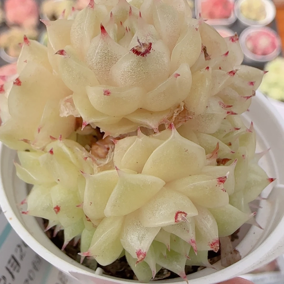 花语多肉1220-210散