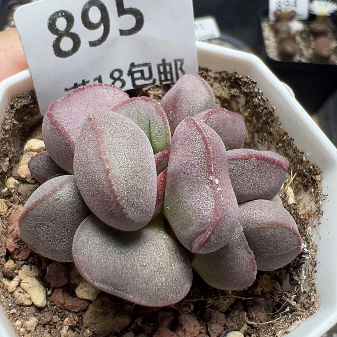 【闪购商品】895……