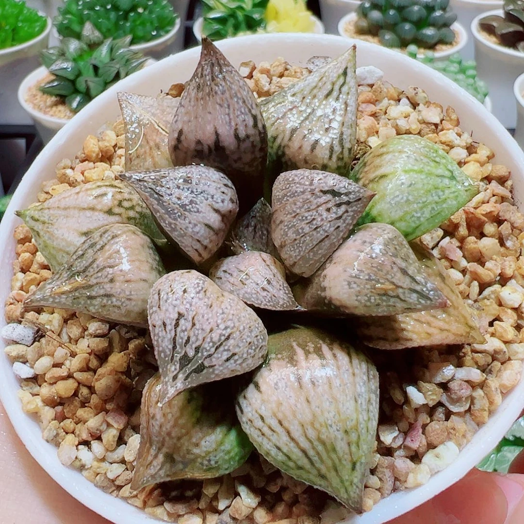 桃源乡，9.9，66666