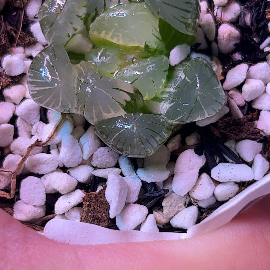 地泉锦十二卷多肉植物