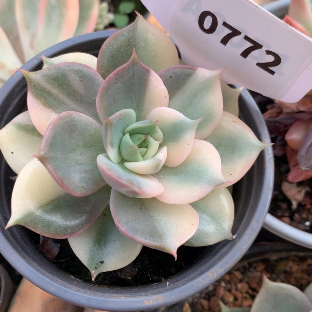 772贝加尔湖花ggg