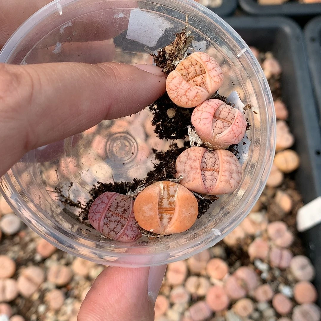 胖****1X386多肉植物保护