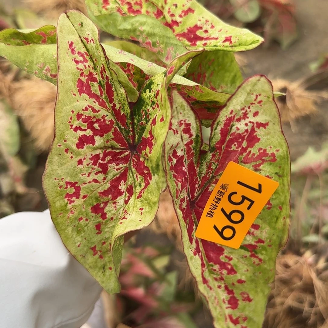 完全开放1599覆盆子裸球不售后