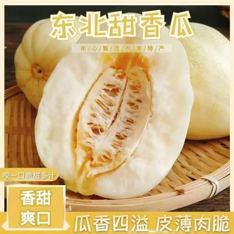 【头茬精品】东北特产金妃香瓜甜瓜现摘现发顺丰包邮
