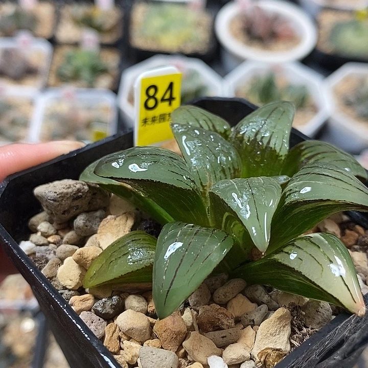 84红玟寿锦一物一拍