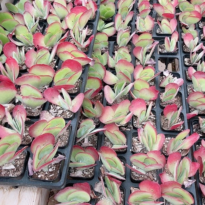 小唐印多肉植物啊