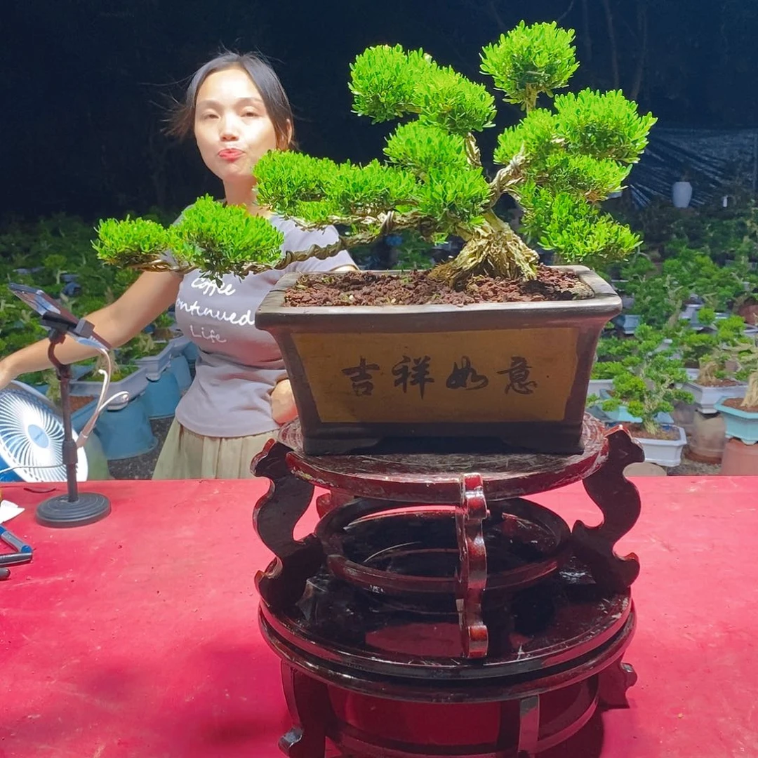 无花朵广东雀舌黄杨盆景