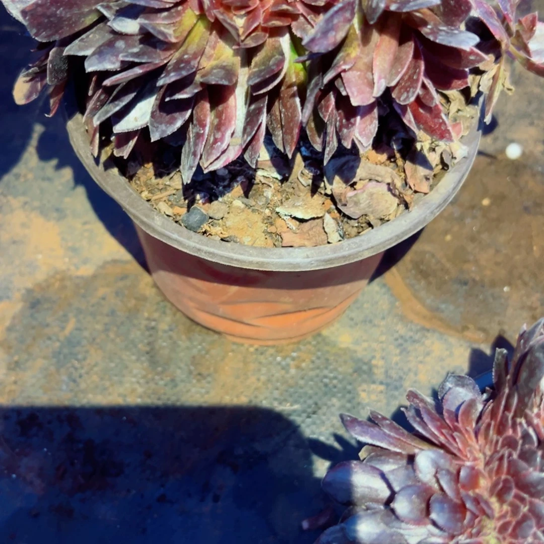 我1514 号多肉法师新年特价