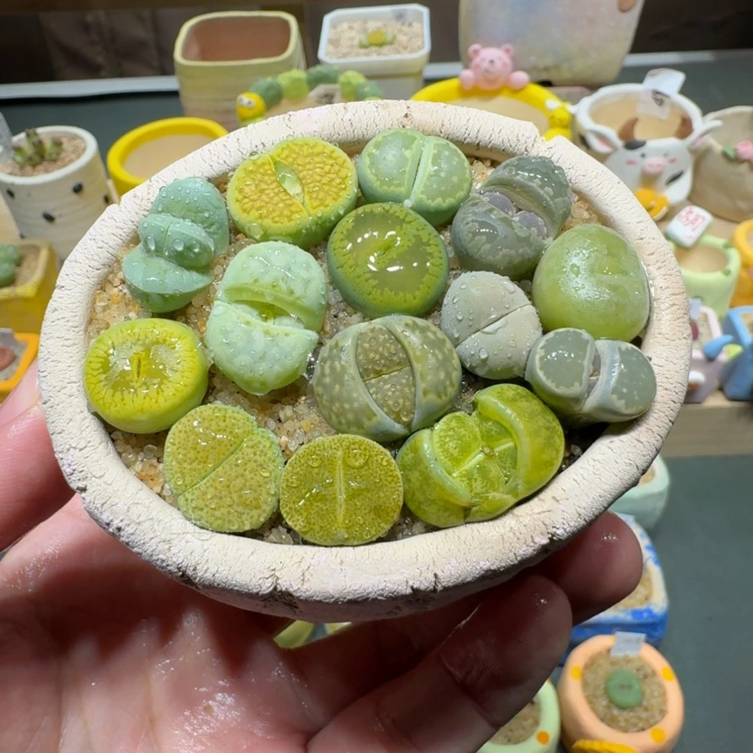 红陶蘑菇296彩拼