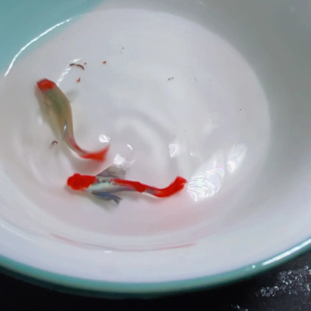 孔雀鱼红头大耳进口就一对