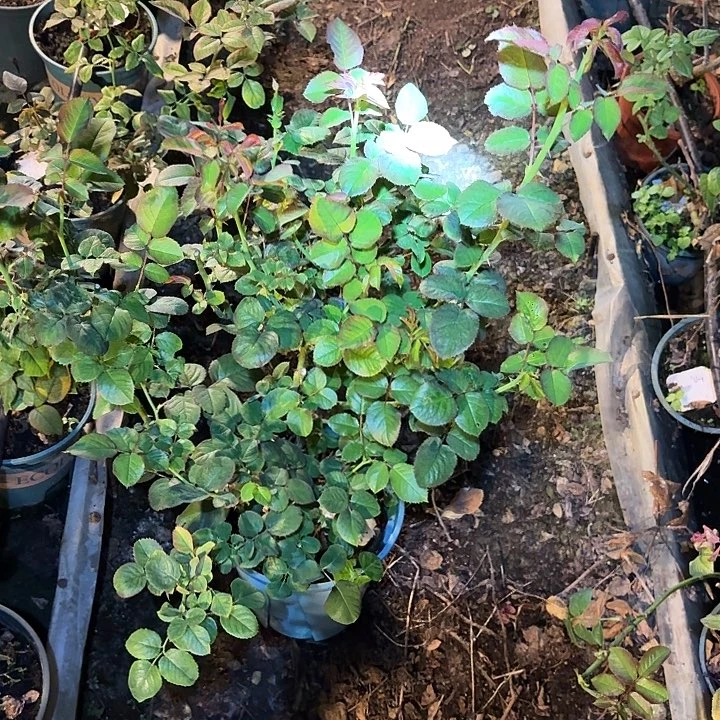 无花朵逆光二加仑