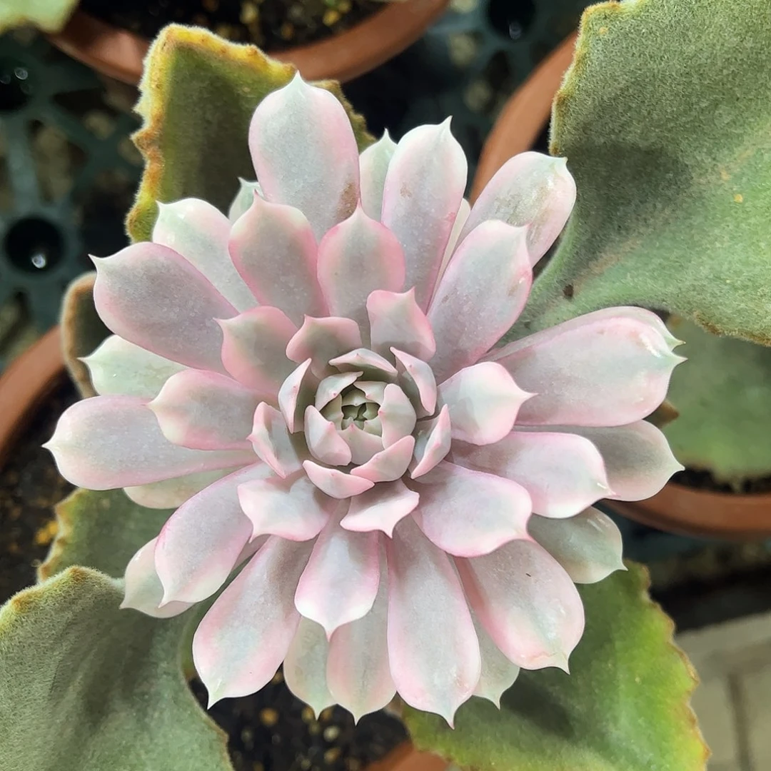 粉蝶锦 群身 三个侧芽 一物一拍