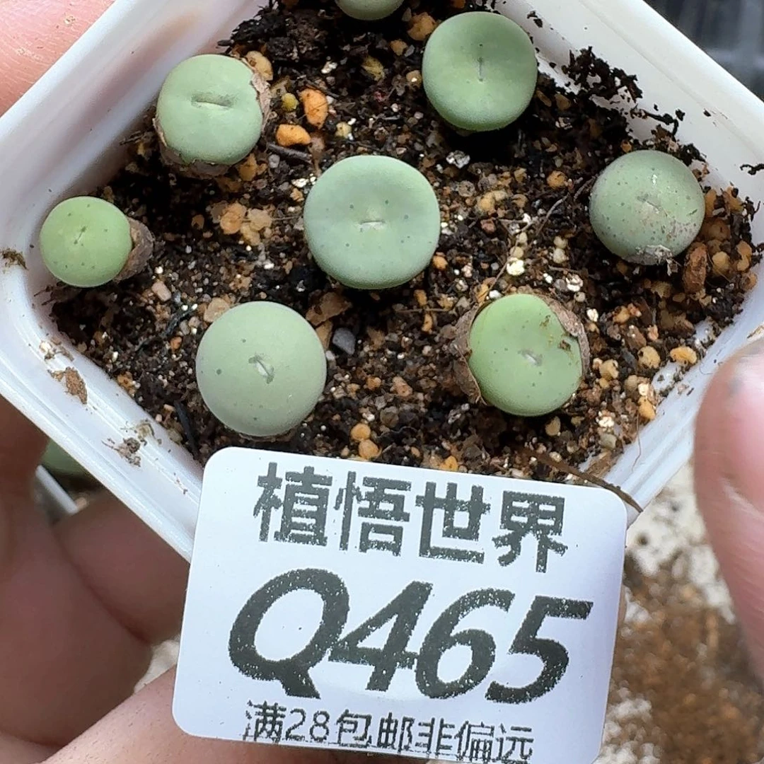 多肉植物的润泽法g
