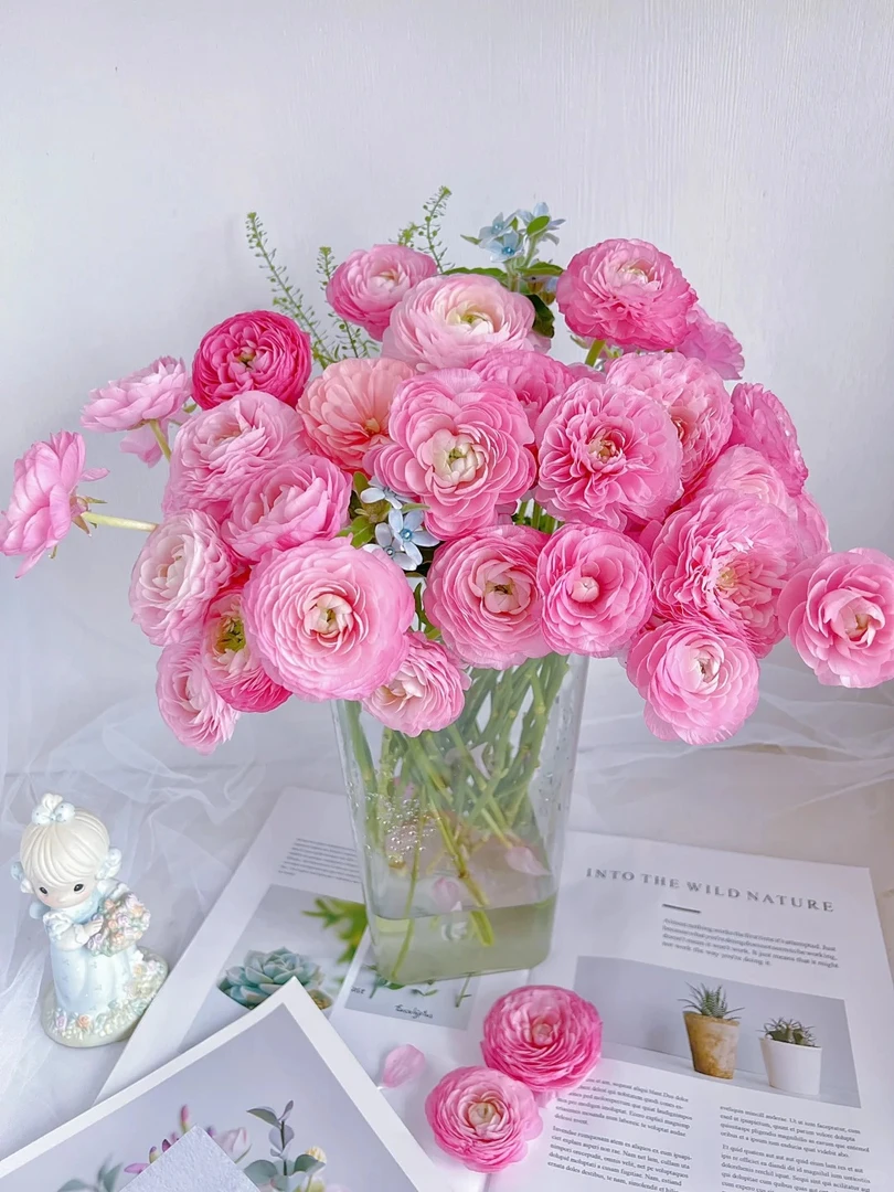 婵之语优选  珠光粉色洋牡丹鲜切花