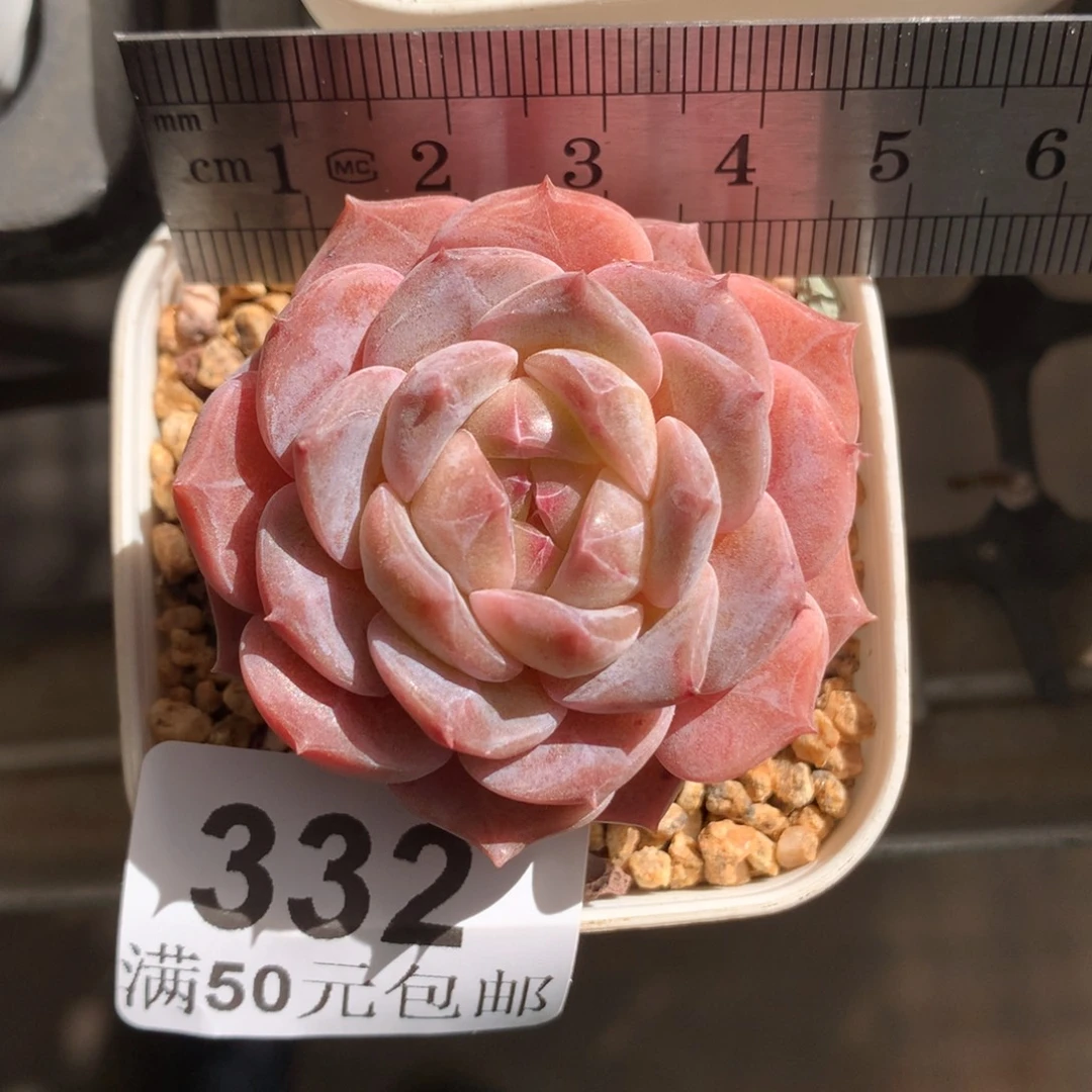 332。桃铃糖心。玫瑰花脸。