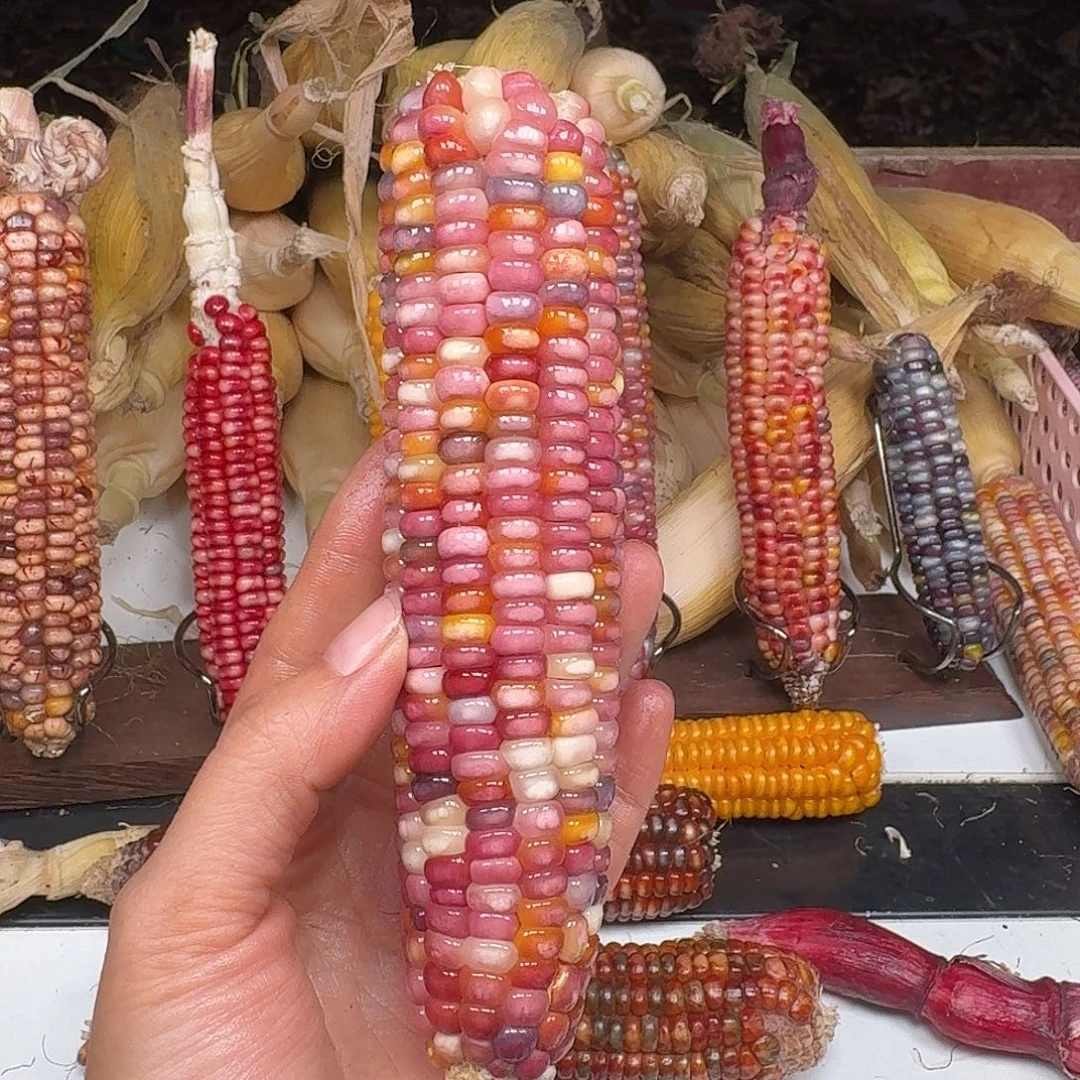 h***i柏香籽/百香籽吊坠