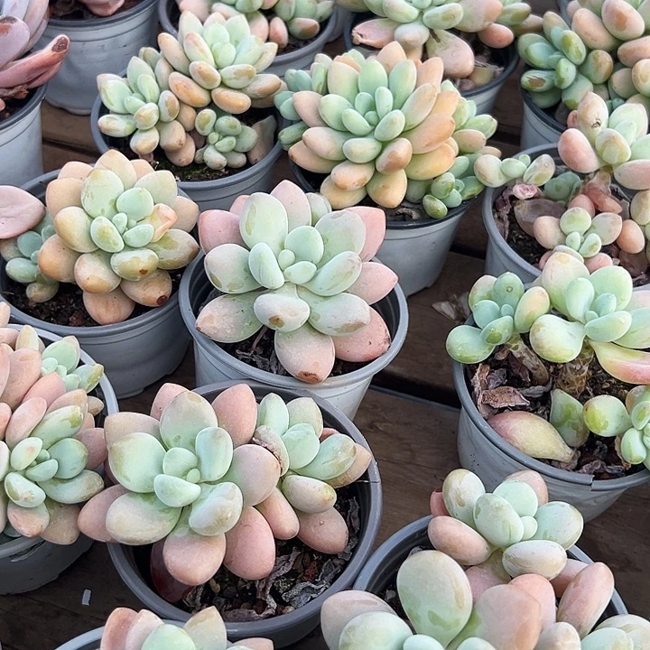 红洛神   福利多多  去拍