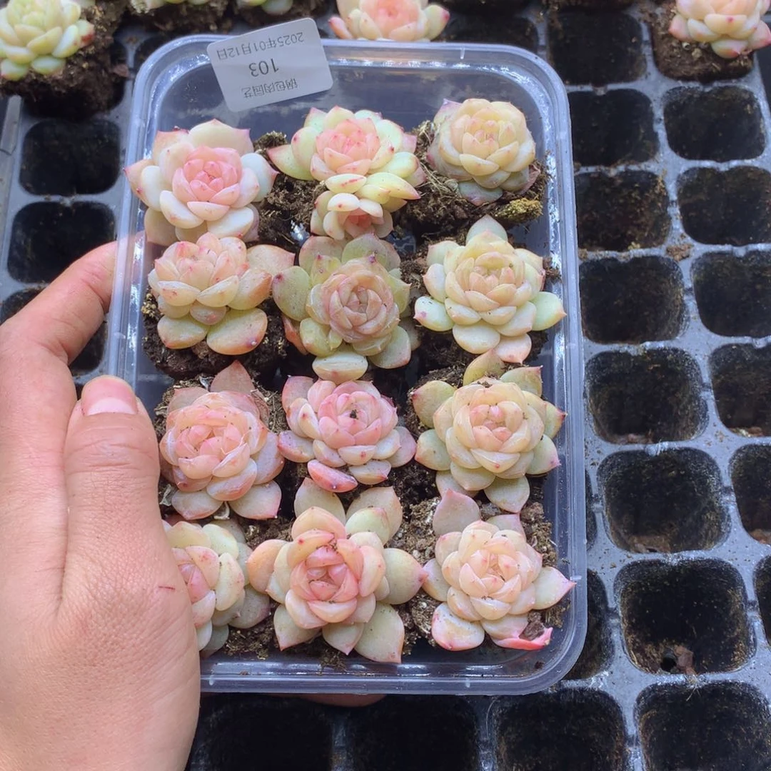 反反复复的感觉真103