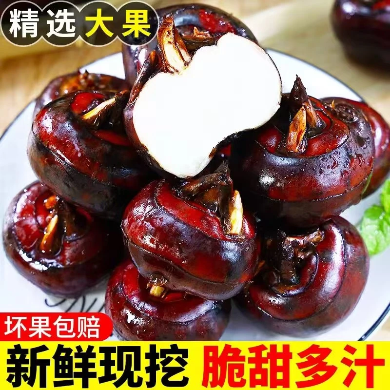广西马蹄新鲜现挖现发马蹄荸荠大果清爽甜农家水果清甜多汁皮薄