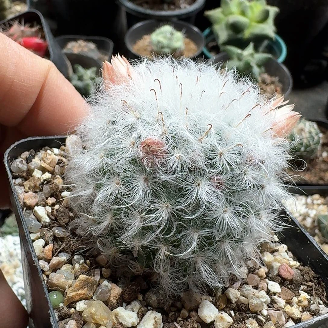 482白云高砂脱土发货