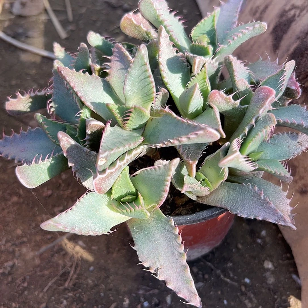 多肉植物怒涛开花