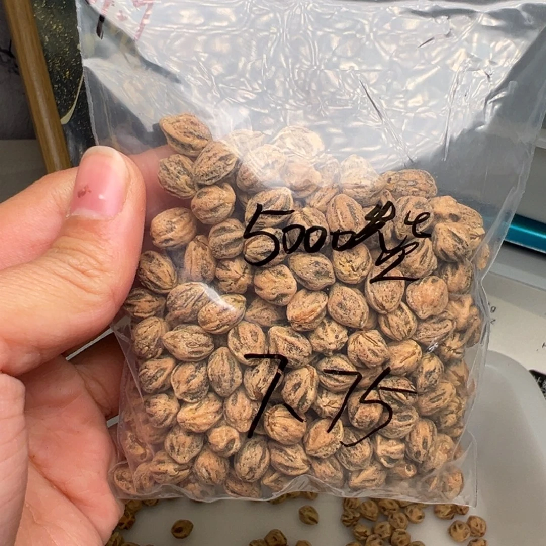 我***～柏香籽/百香籽吊坠