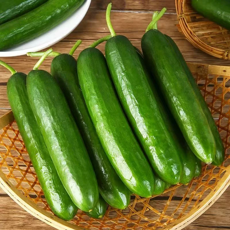新鲜水果黄瓜现摘现发脆嫩无刺小黄瓜小青瓜
