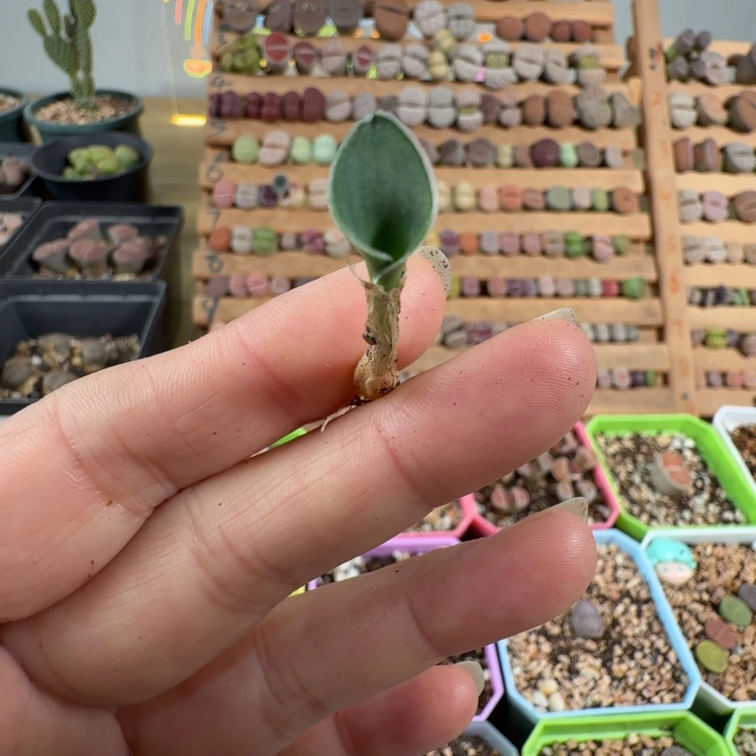 毛叶虎眼万年青小苗