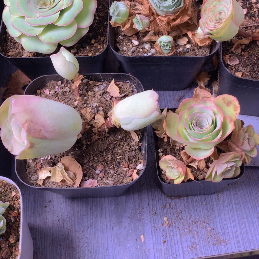 一物一拍开播福利001