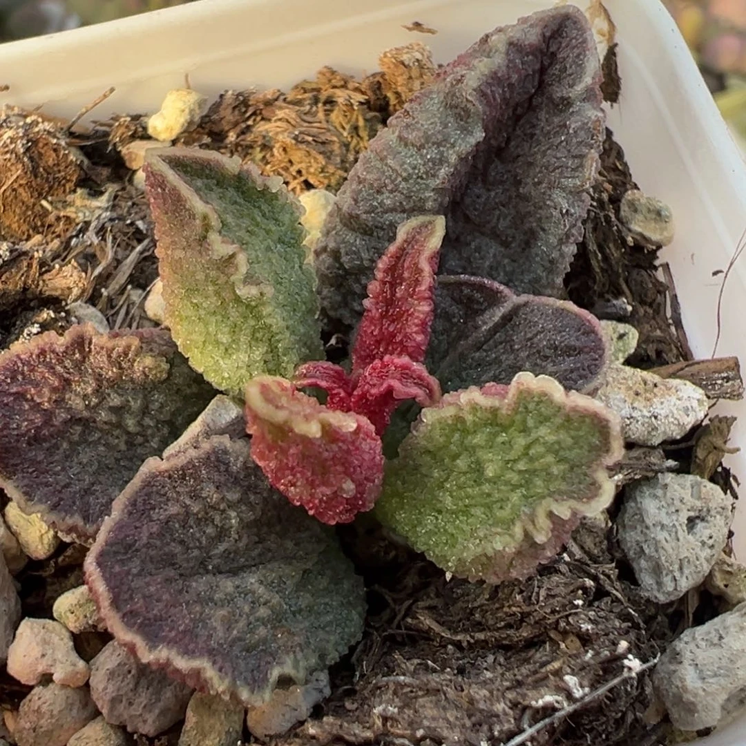 皱边款实生新品大苗多肉植物