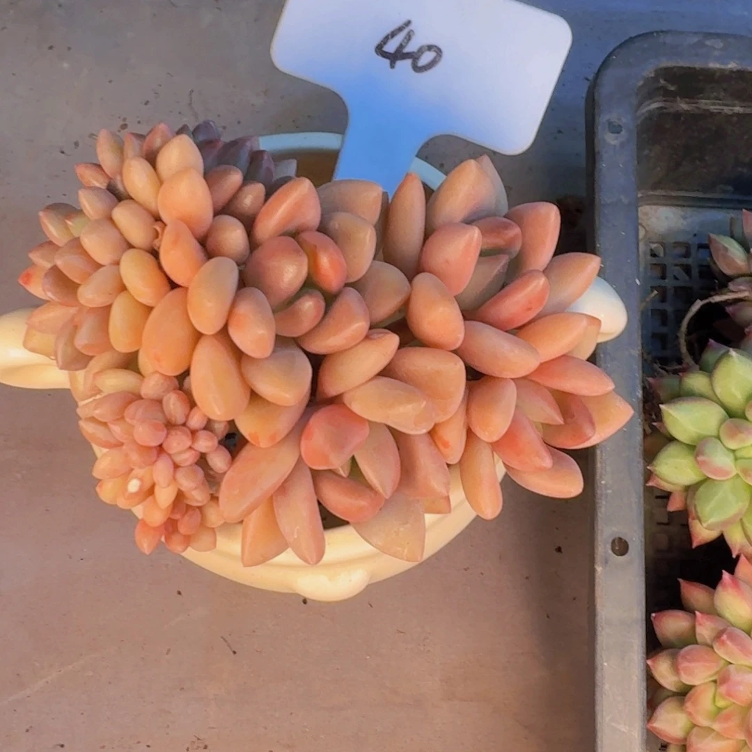 多肉植物的生长发育与