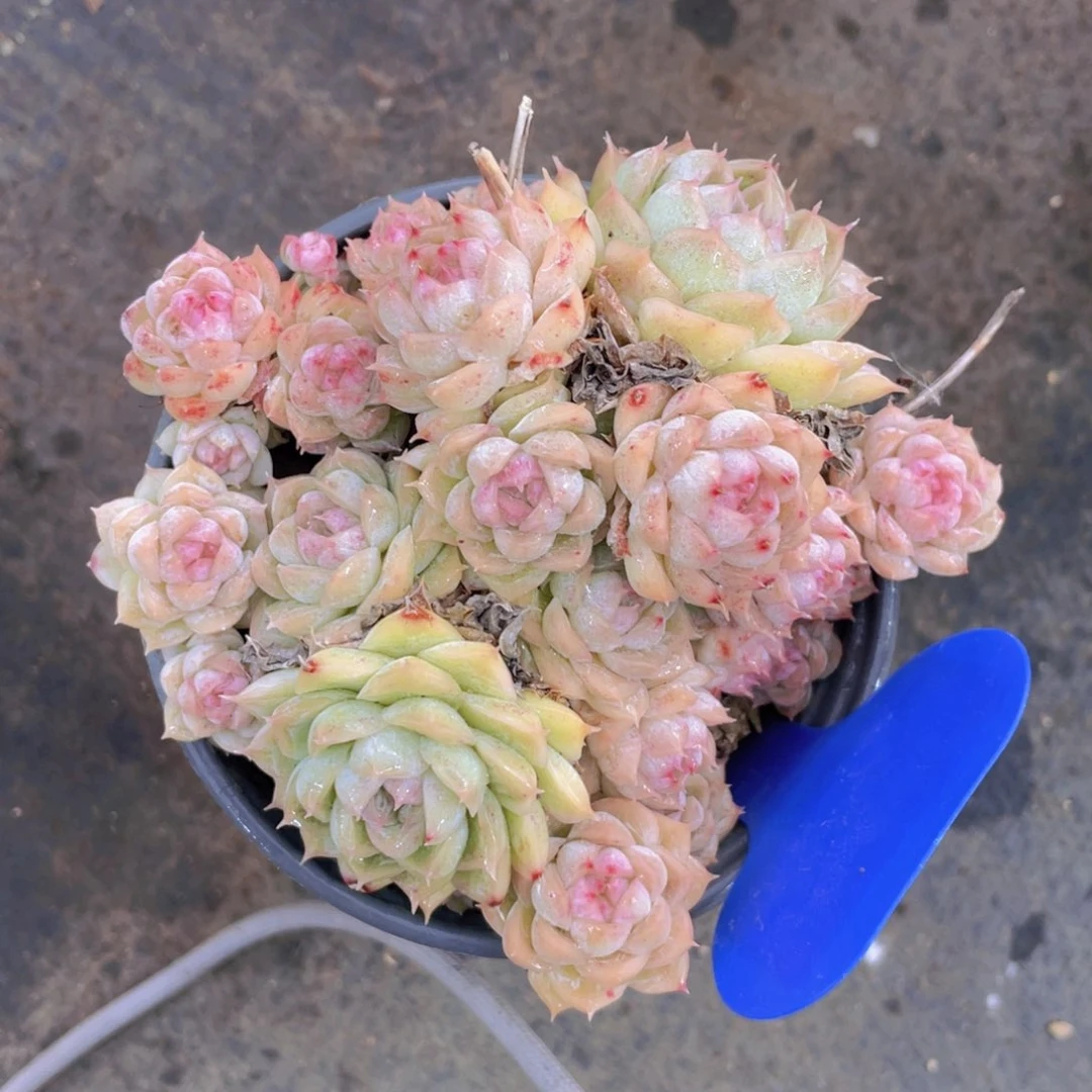 1005号粉心麦秆群一个不包整