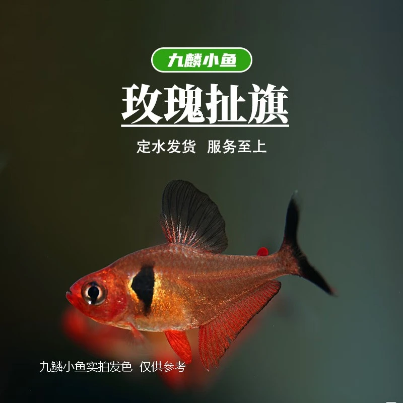 九鳞小鱼  玫瑰扯旗   灯科鱼小型热带鱼混养小鱼观赏鱼活体