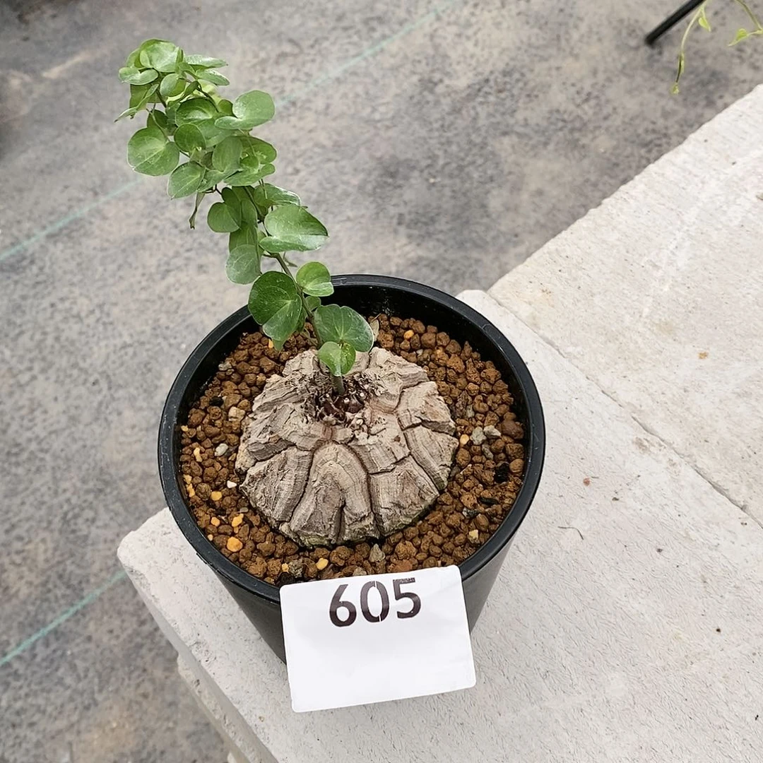 【闪购商品】养**人605