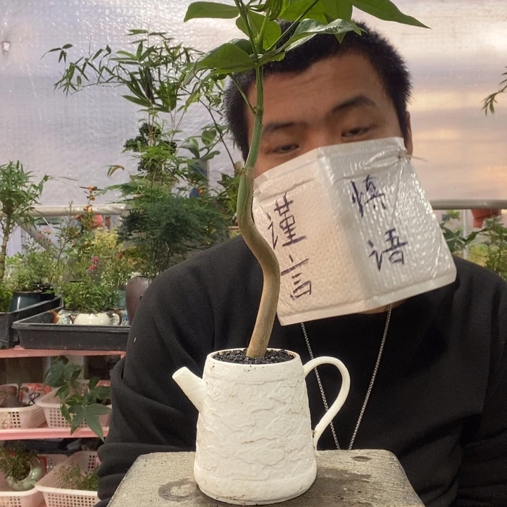 以实际为准盆景绿植盆栽43