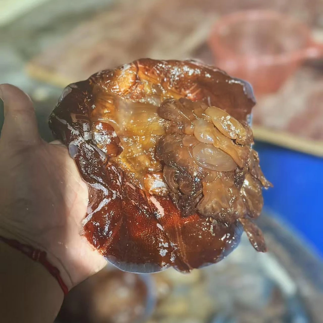 舟山嵊泗大洋山 2025年海蜇 净重约5斤/桶