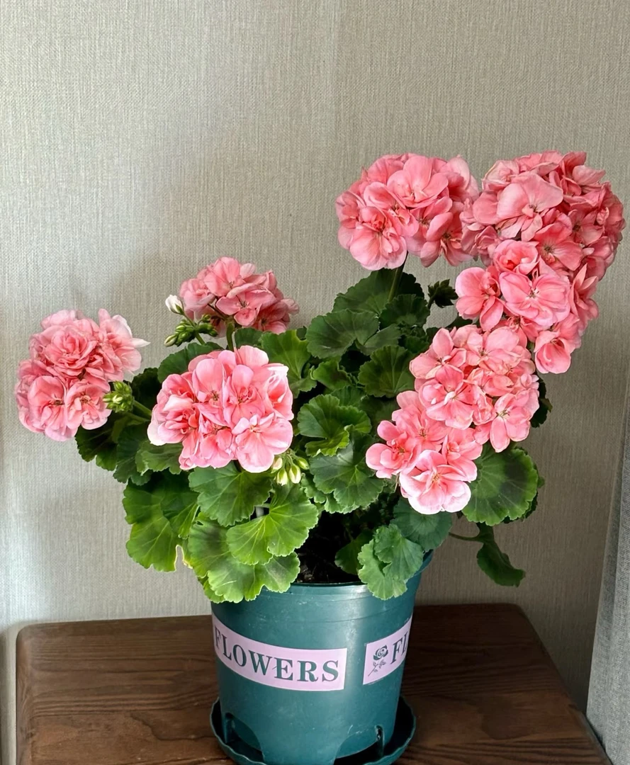 【福利天竺葵】天竺葵2颗 室内外可养大花盆栽地栽植物花卉